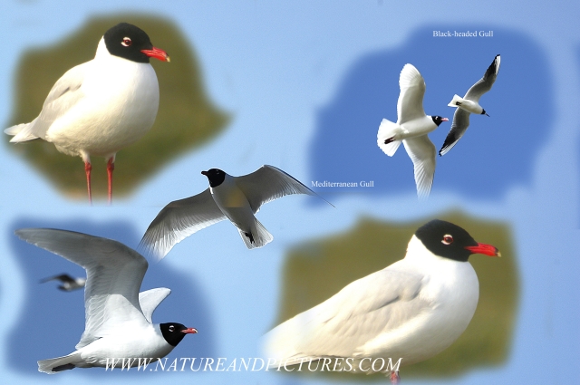 mediterranean gulls, gull-09.jpg - MEDITERRANEAN GULL - HAYLING ISLAND - SUMMER PLUMAGE